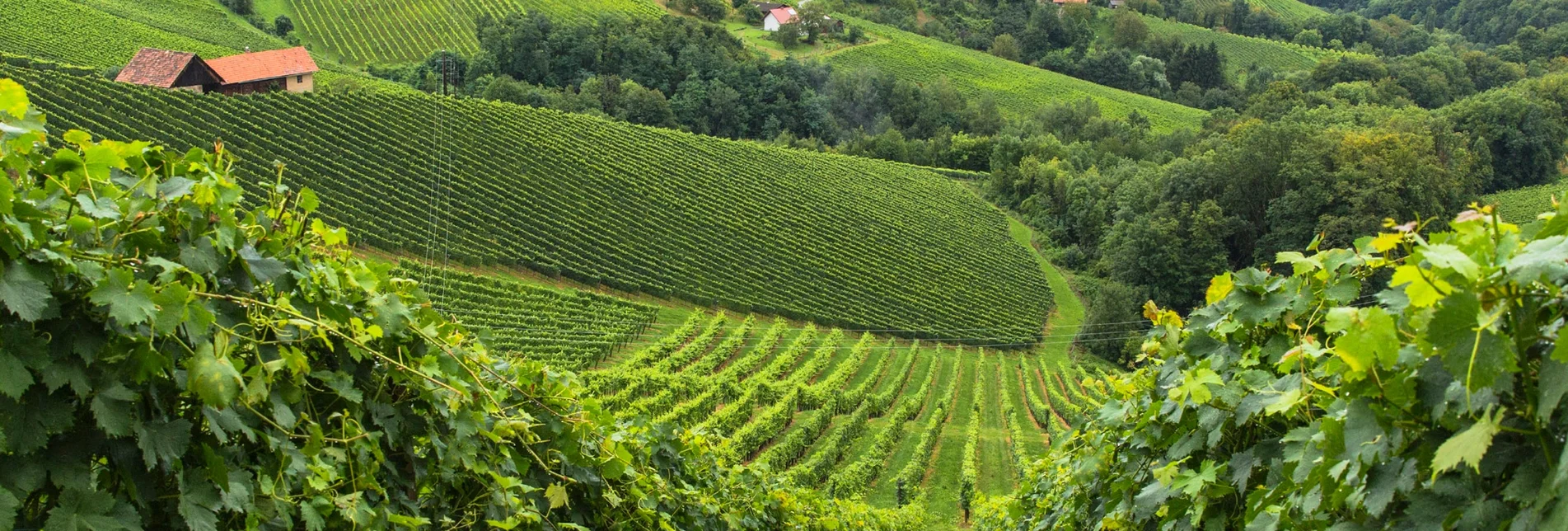 Wanderung Etappe 25 Vom Gletscher zum Wein Südroute Ehrenhausen - Leibnitz - Touren-Impression #1 | © Steiermark Tourismus/Harry Schiffer