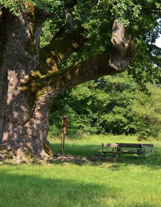 1000 year old oak | J. Rath | © Kurkommission Bad Blumau