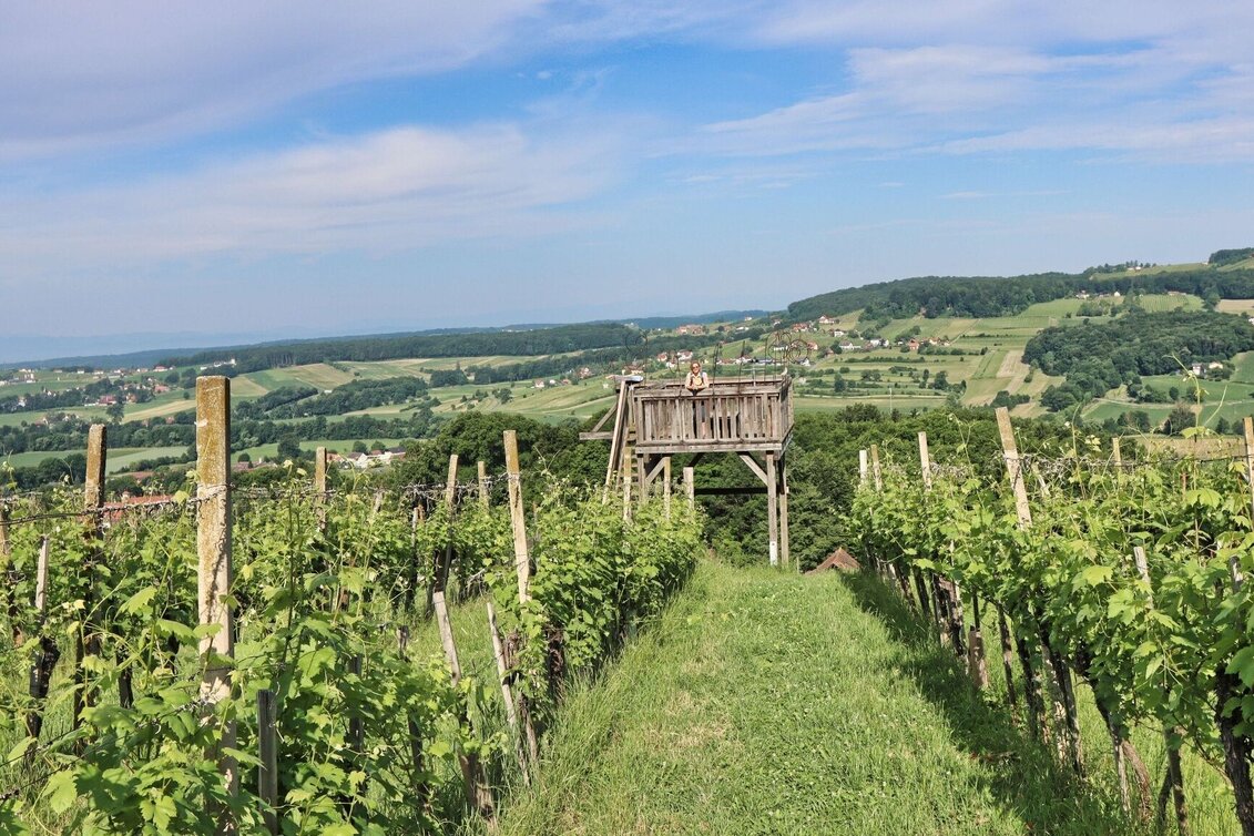 Hiking Route TAU - path of the vineyards (TAU - Weg der Riede) - Touren-Impression #1 | © Thermen- & Vulkanland