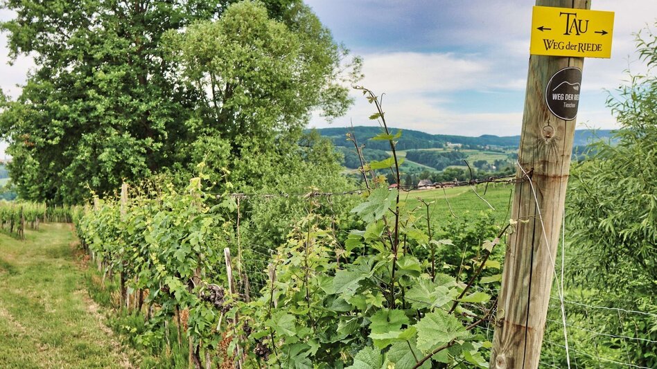 Hiking Route TAU - path of the vineyards (TAU - Weg der Riede) - Touren-Impression #2.4 | © Thermen- & Vulkanland