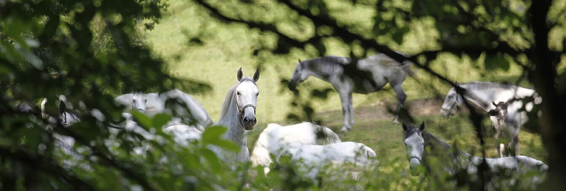 Wanderung Maestoso Rundweg - Touren-Impression #1 | © Region Graz