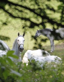 Lipizzaner | © Region Graz | Enrico Caracciolo | © Region Graz