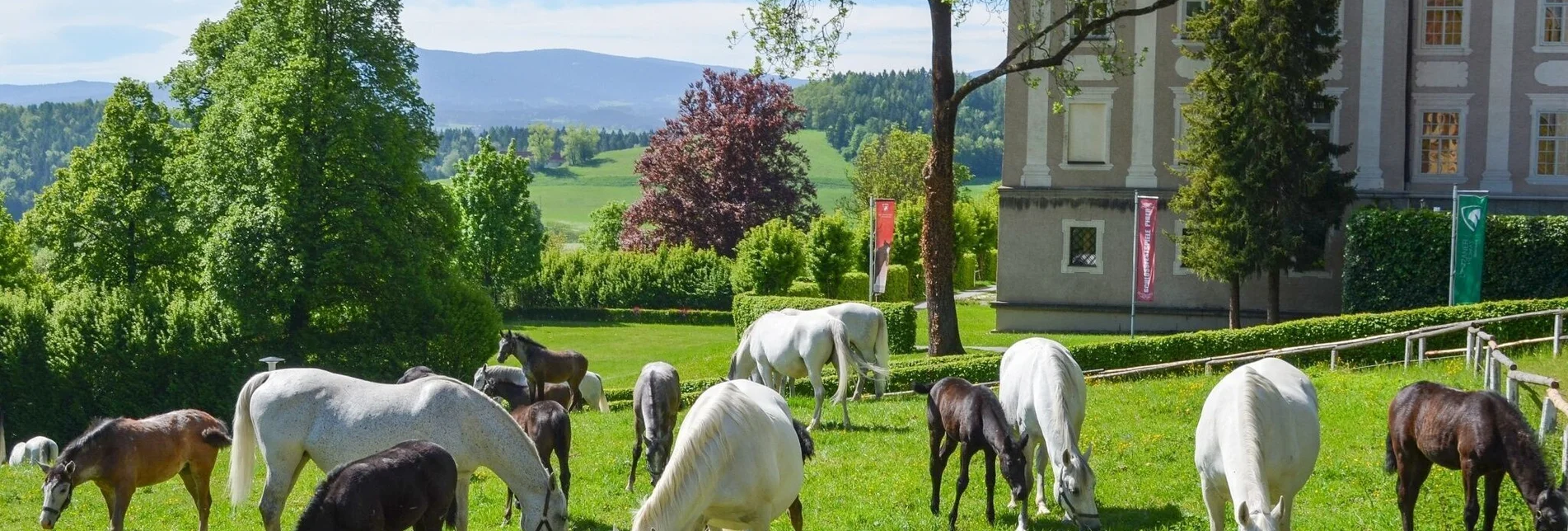 Bike Riding Lipizzaner Tour Version 2 - Touren-Impression #1 | © Lipizzanergestüt piber