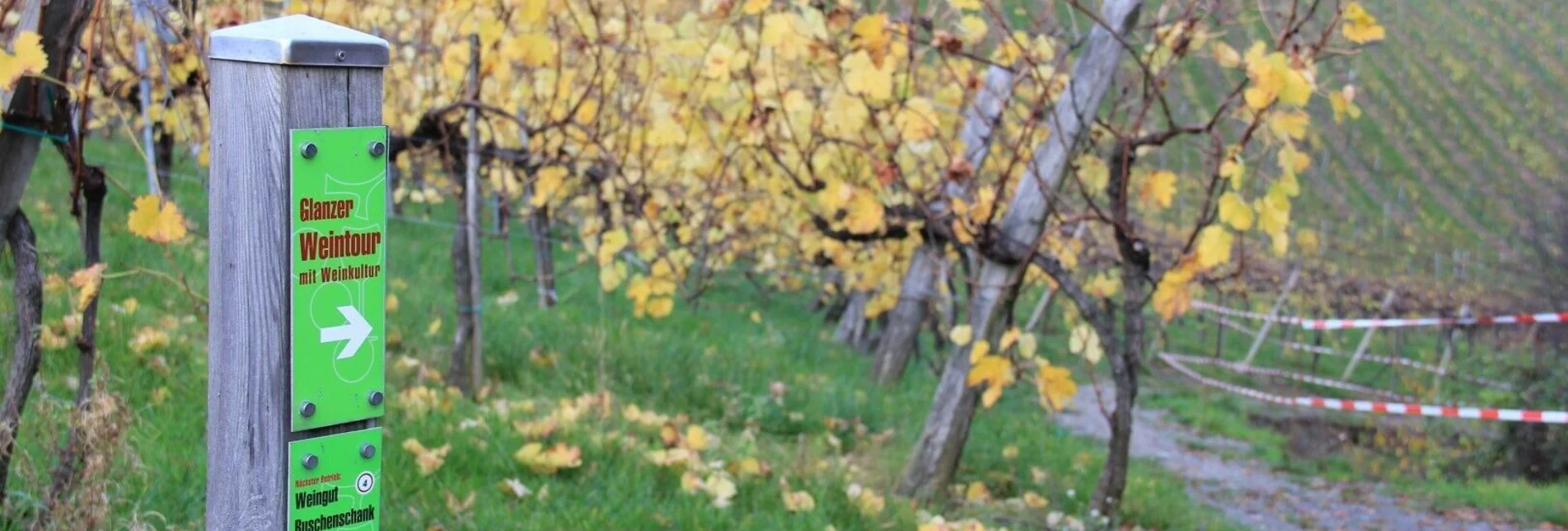 Hiking route Glanzer Weintour mit Weinkultur - Touren-Impression #1 | © Ulrike Elsneg