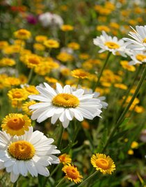 Sommerblumen | © TV Hochsteiermark | Fred Lindmoser | © TV Hochsteiermark