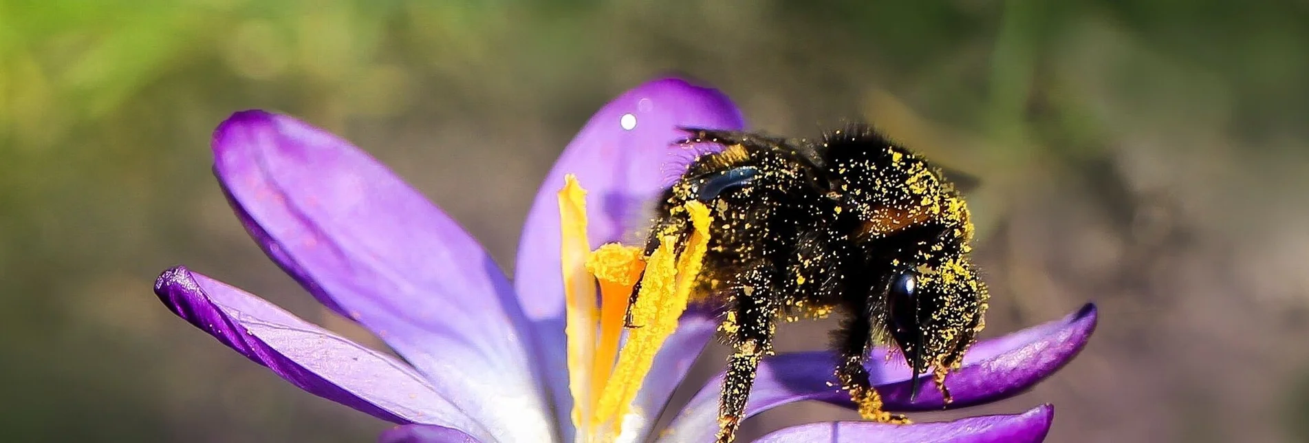 Themen- und Lehrpfad Bienenlehrpfad Mariahof - Touren-Impression #1 | © Tourismusverband Murau