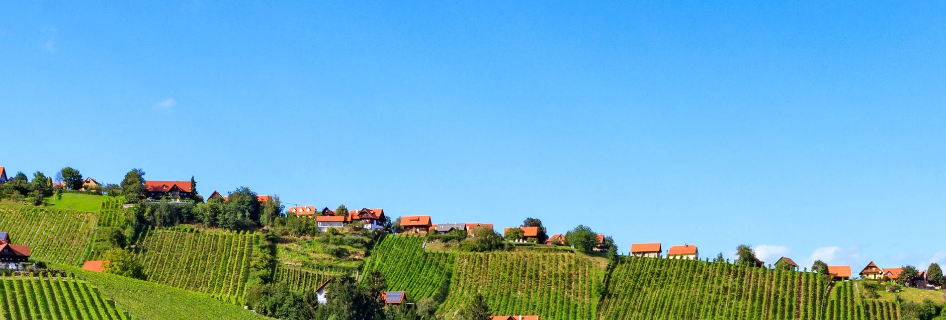 Motor Bike schilcher wine route - Touren-Impression #1 | © Schilcherland Steiermark