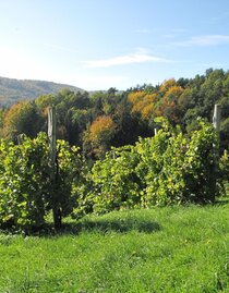Vineyards in Bad Gams | © TV Südsteiermark | Brigitte Kügerl | © TV Südsteiermark
