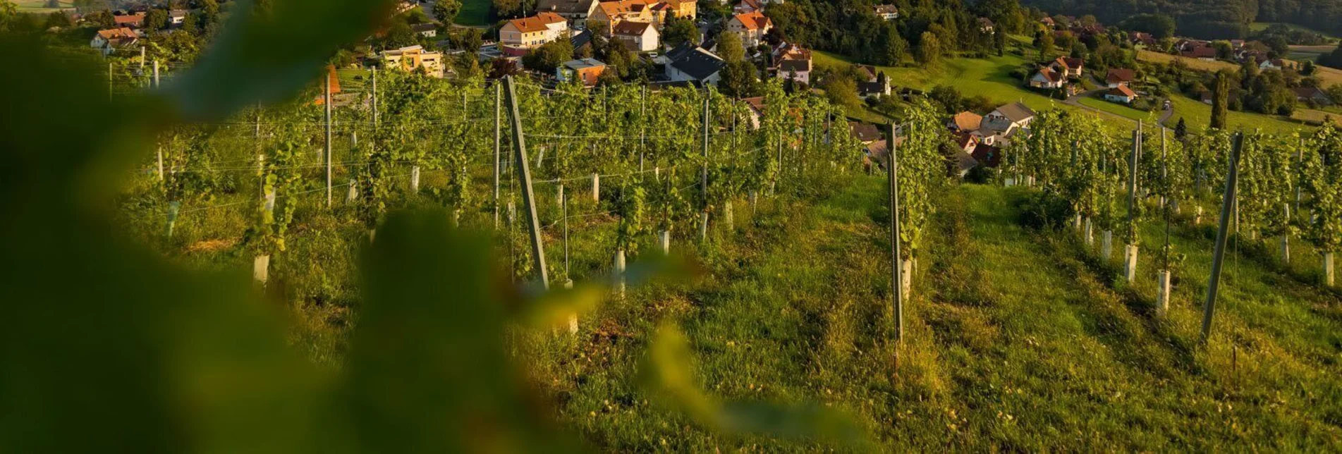 Wanderung Lebenskraftweg - Touren-Impression #1 | © Erlebnisregion Thermen- & Vulkanland