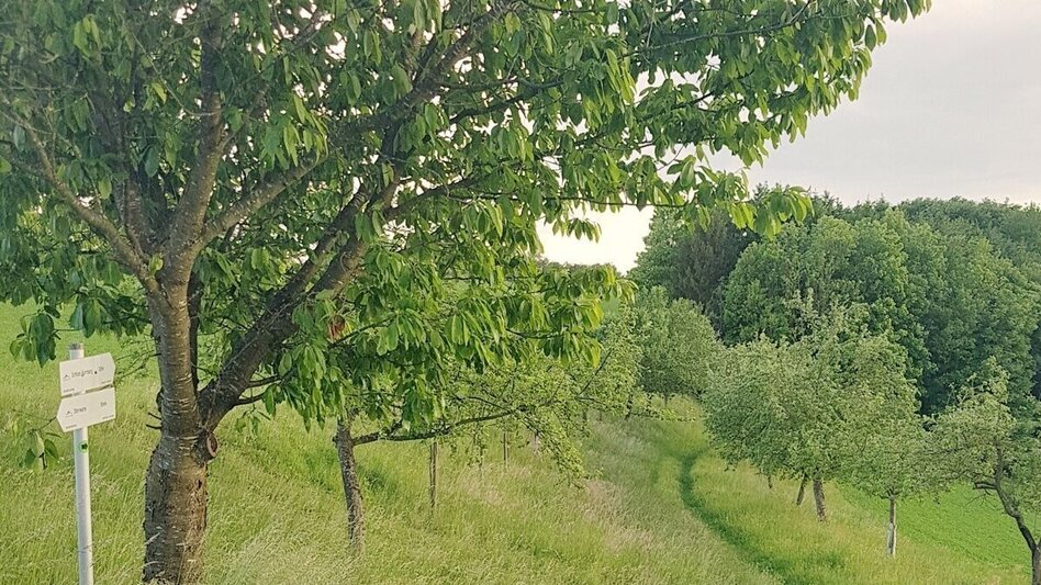 Themed Nature Trail Heaven-earth-way (Himmel-Erden-Weg) - In the footsteps of the vulcanoes - Touren-Impression #2.15 | © Unbekannt