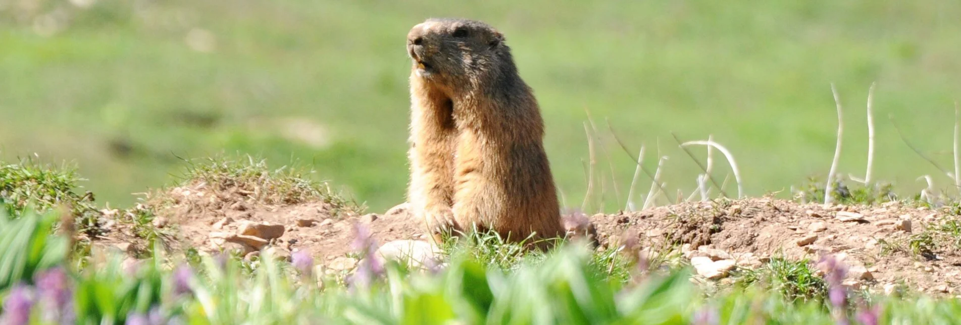 Hiking route Marmot hike - Touren-Impression #1 | © TV ERZBERG LAND