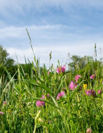 Field of flowers.jpg | Christian Thomaser | © Kurkommission Bad Blumau