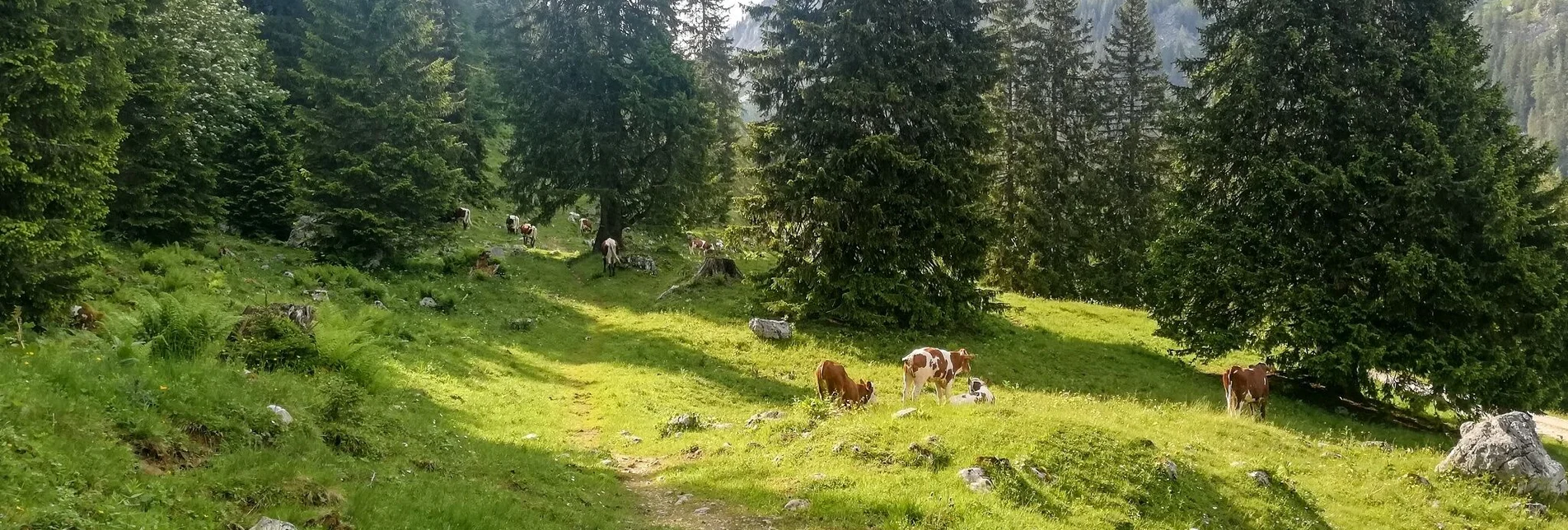 Trail Running Around the Tausing - Touren-Impression #1 | © Tourismusverband Grimming-Donnersbachtal