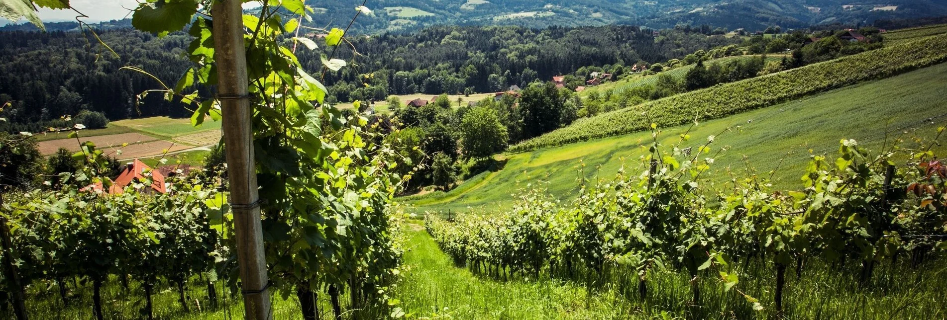 Hiking route The Little Hochgrail Circuit - Touren-Impression #1 | © TVB Südsteiermark/Lupi Spuma