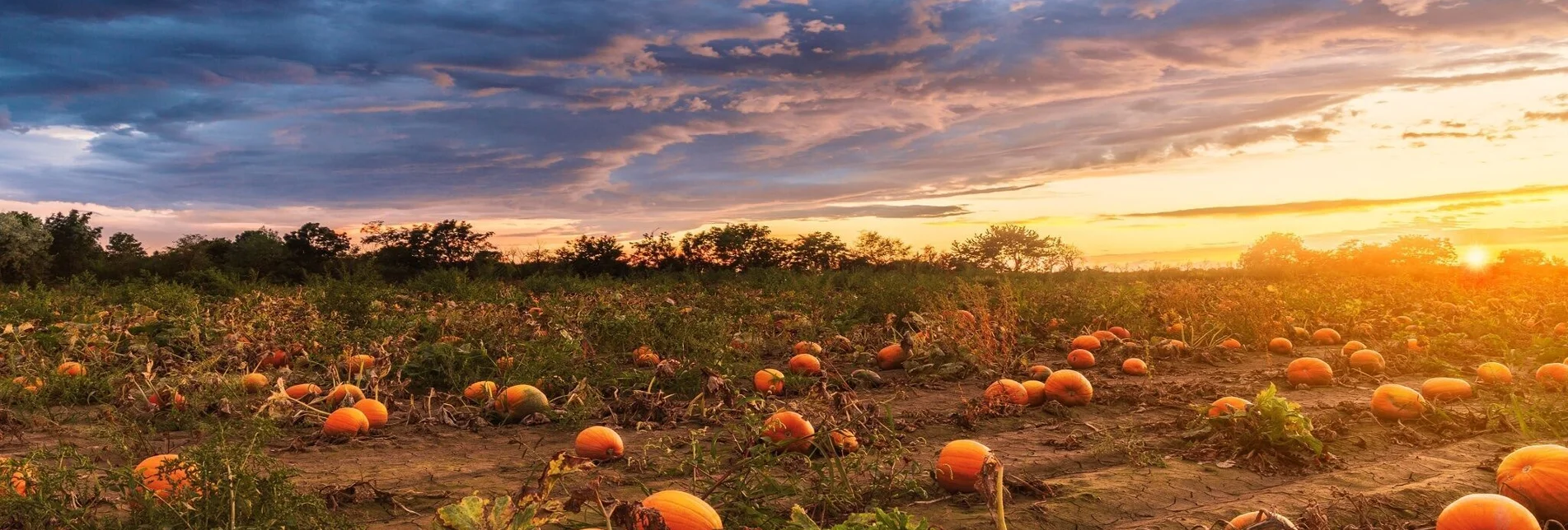 Theme path Forest and Pumpkin Trail Rassach - Touren-Impression #1 | © Schilcherland Steiermark - stock.adobe.com