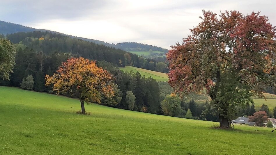 Cycling 3 Castles Tour in the Hartberg country - Touren-Impression #2.10 | © Oststeiermark Tourismus