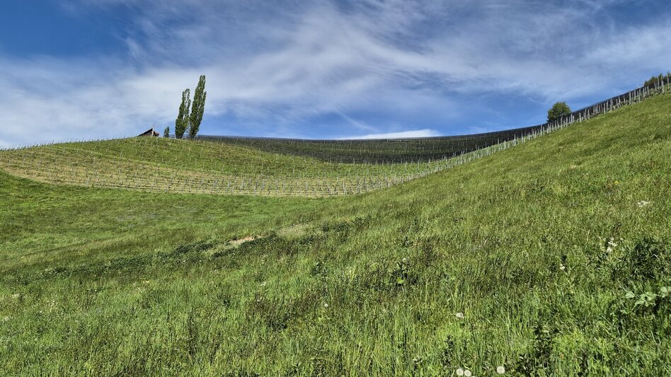 Hiking Route Styrian Fruit and Wine Trail Silberberg - Touren-Impression #2.2