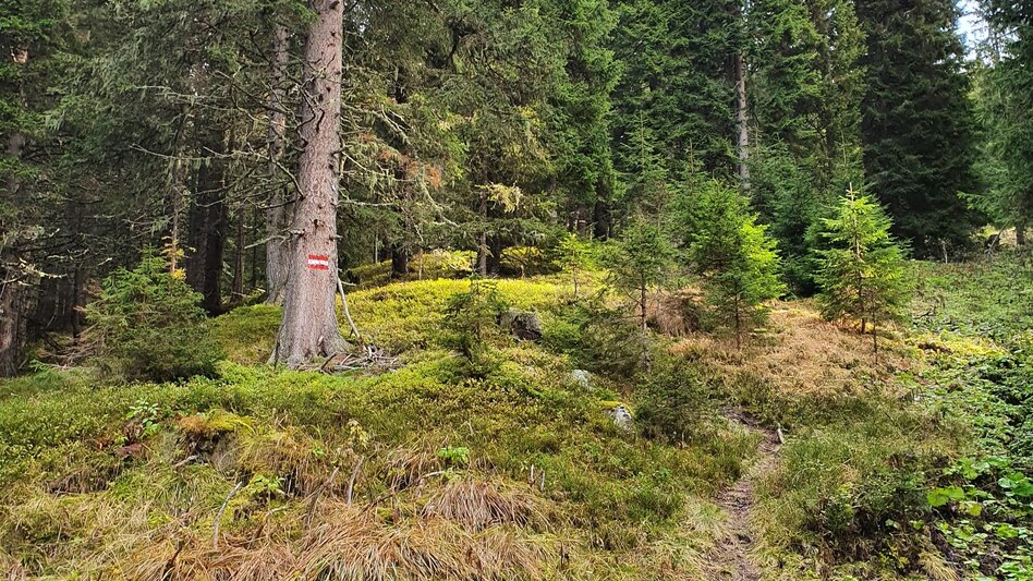 Hiking Route Maierangerkogel - Touren-Impression #2.4 | © Erlebnisregion Murtal