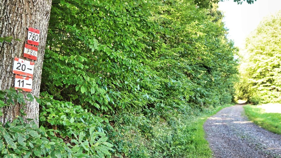 Hiking Route 3-Cone Way Variant (3-Kogel-Weg Variante) - Touren-Impression #2.4 | © Thermen- & Vulkanland
