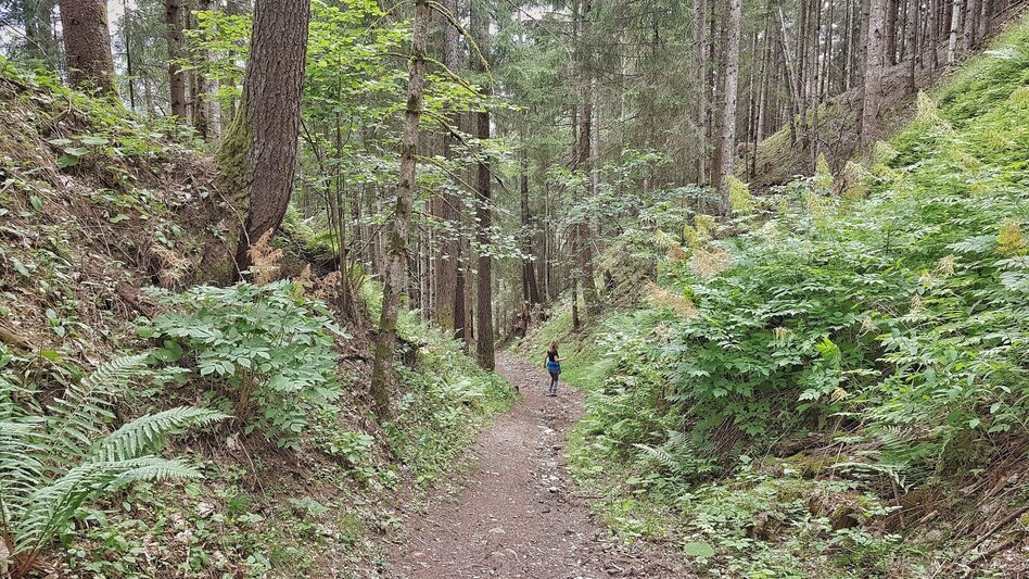Hiking Route Katzenburg Tour - Touren-Impression #2.7 | © Gerhard Pilz