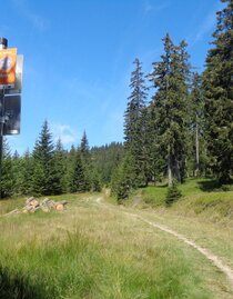 Route 51 - Wexl Trails | Verein Tourismusentwicklung Steirischer Wechsel