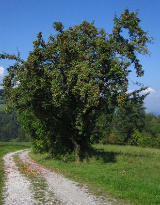 Apfelbaum, Gemeinde Anger, Oststeiermark | © Oststeiermark Tourismus