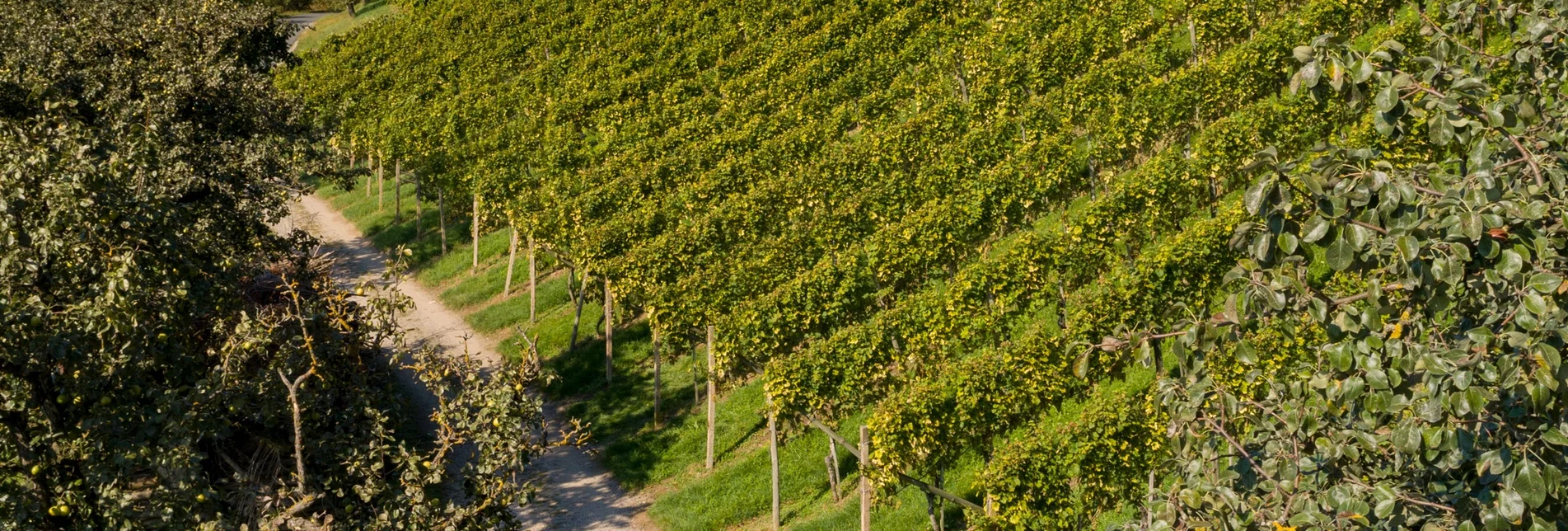 Theme path Eastern Styrian Roman Wine Route - Touren-Impression #1 | © Oststeiermark Tourismus
