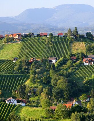 blick-auf-die-schilcherweinstrasse (1).jpg | Harry Schiffer | © Steiermark Tourismus/Harry Schiffer