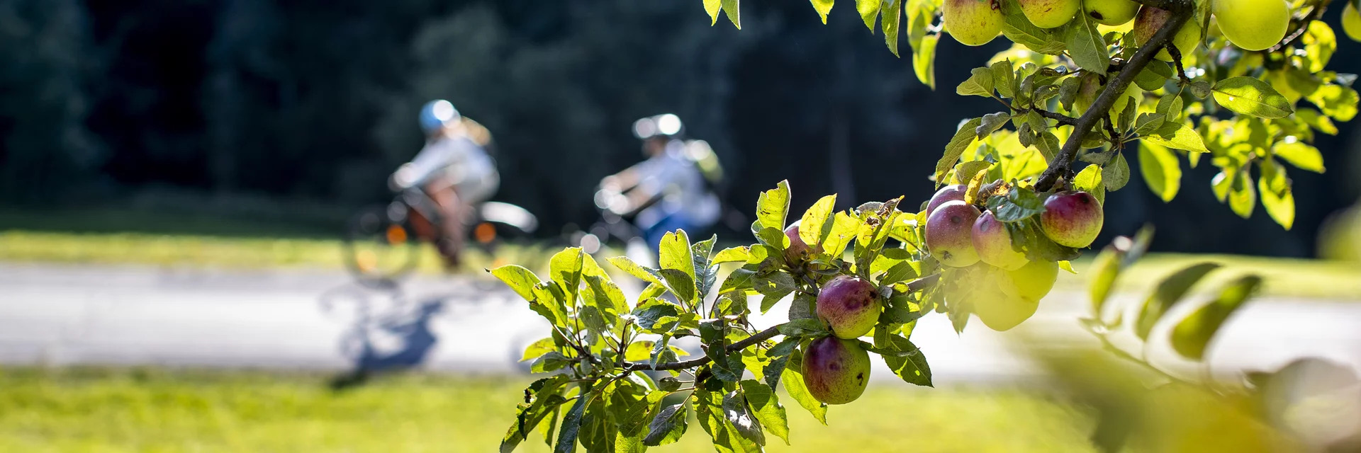 Radfahren entlang von Streuobstgärten | © STG | Tom Lamm