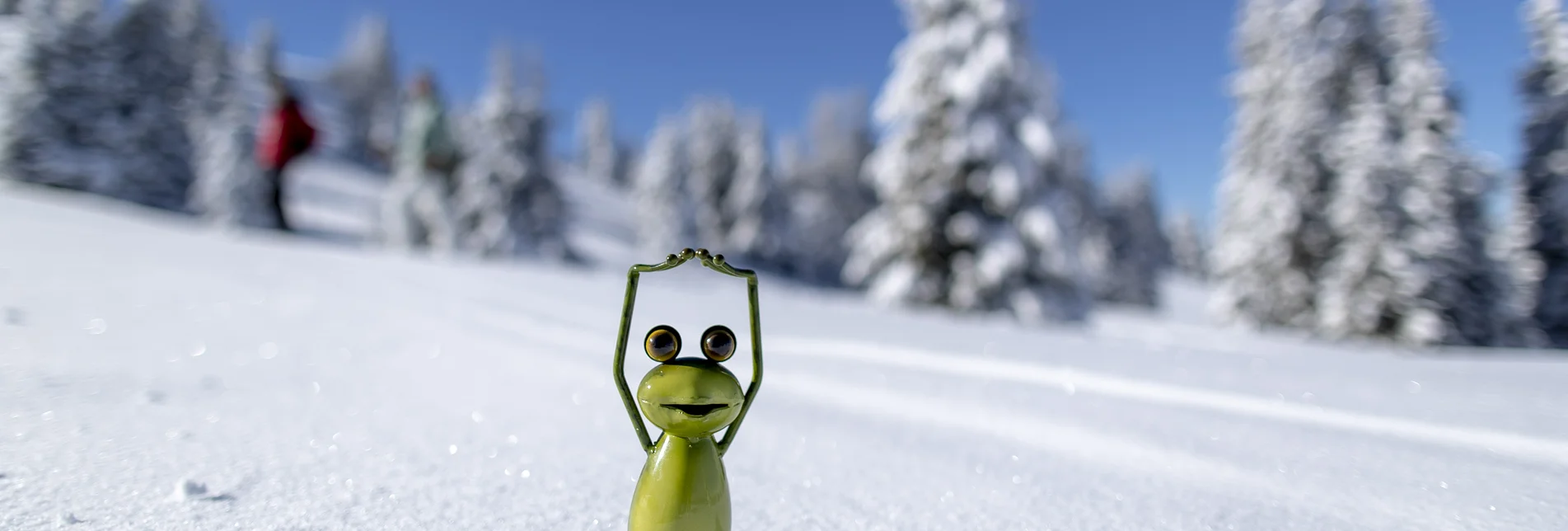 Steiermark-Frosch auf der Frauenalpe | © STG | Tom Lamm