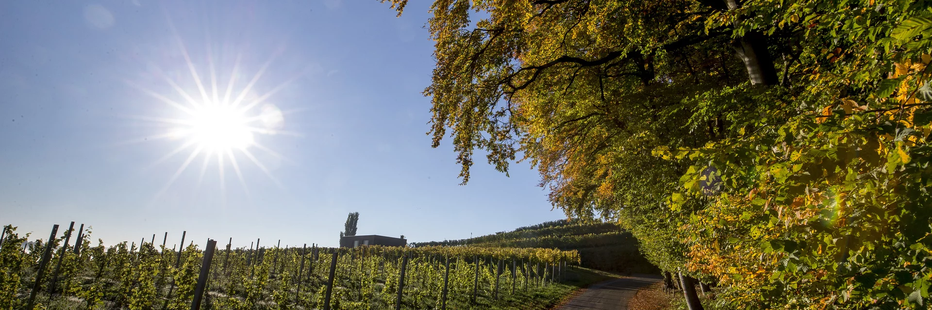 Weinlandschaft rund um Klöch, Südoststeiermark | © STG | Tom Lamm Weinlandschaft rund um Klöch, Südoststeiermark | © STG | Tom Lamm