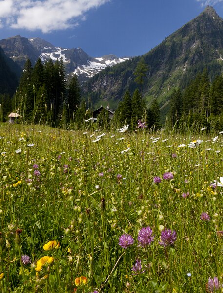 Early summer meadow (Schladming-Dachstein)