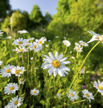 Das Grüne Herz erblüht im Frühling 