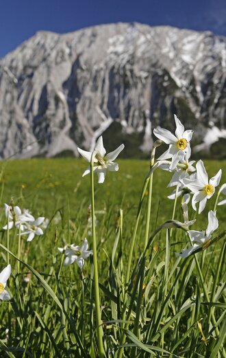 Narzissenwiese mit Grimming (Ausseerland - Salzkammergut)