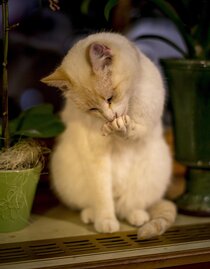 snow (winter) white cat :-)