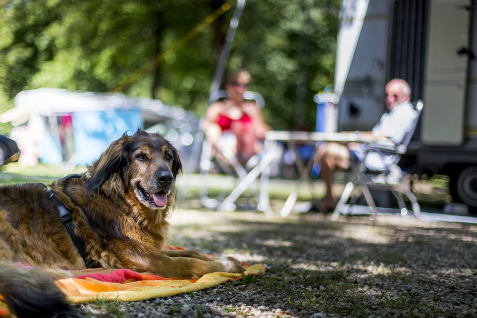 Campingurlaub mit Hund | © STG | Tom Lamm