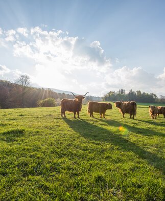 Highland cattle in the Almenland (Eastern Styria) | © Steiermark Tourismus | Helmut Schweighofer