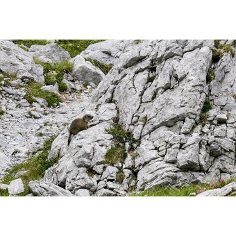 Murmeltier im Hochschwab-Massiv | © STG | Manfred Polansky