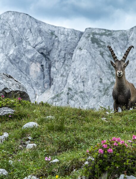 Capricorn at Hochschwab
