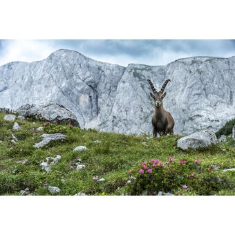 Majestätisch: König Steinbock thront vor dem Hochschwab-Massiv | © STG | pixelmaker.at