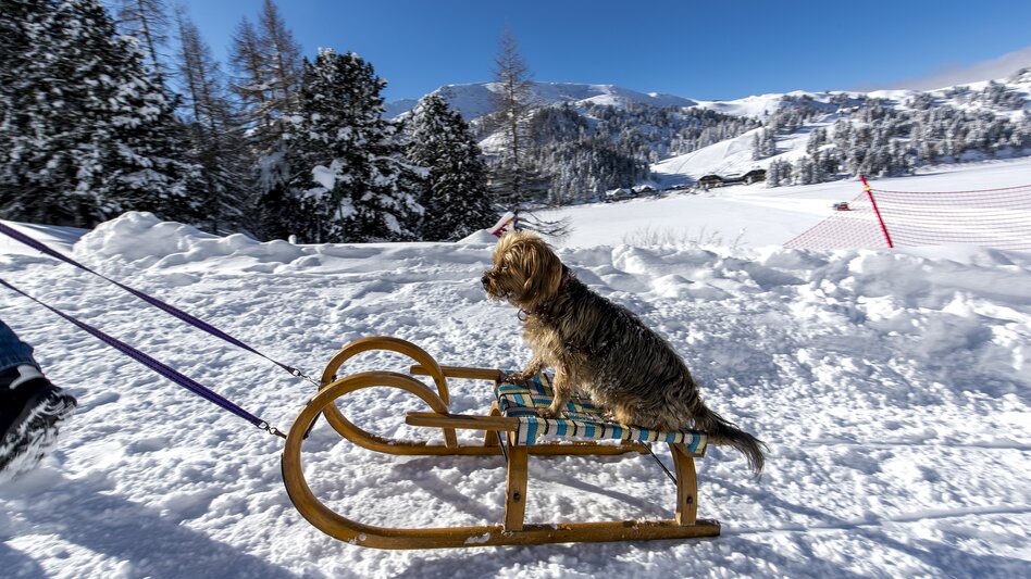 Hund beim Bergaufrodeln | © STG | Tom Lamm
