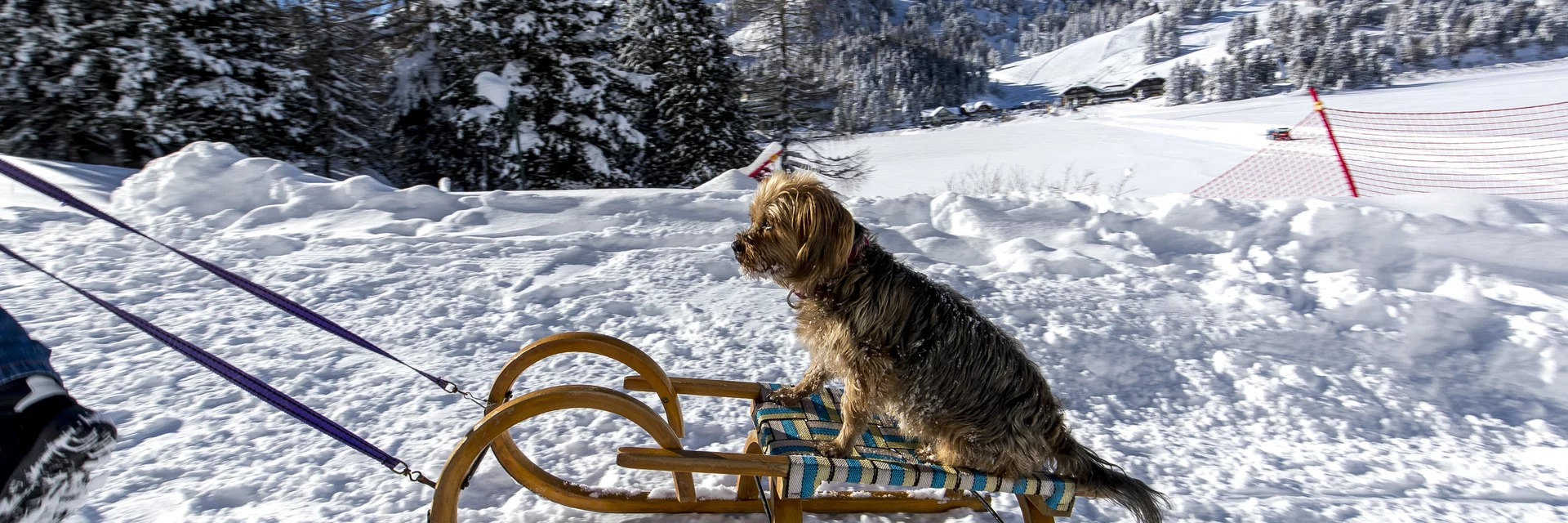Hund beim Bergaufrodeln | © STG | Tom Lamm Hund beim Bergaufrodeln | © STG | Tom Lamm