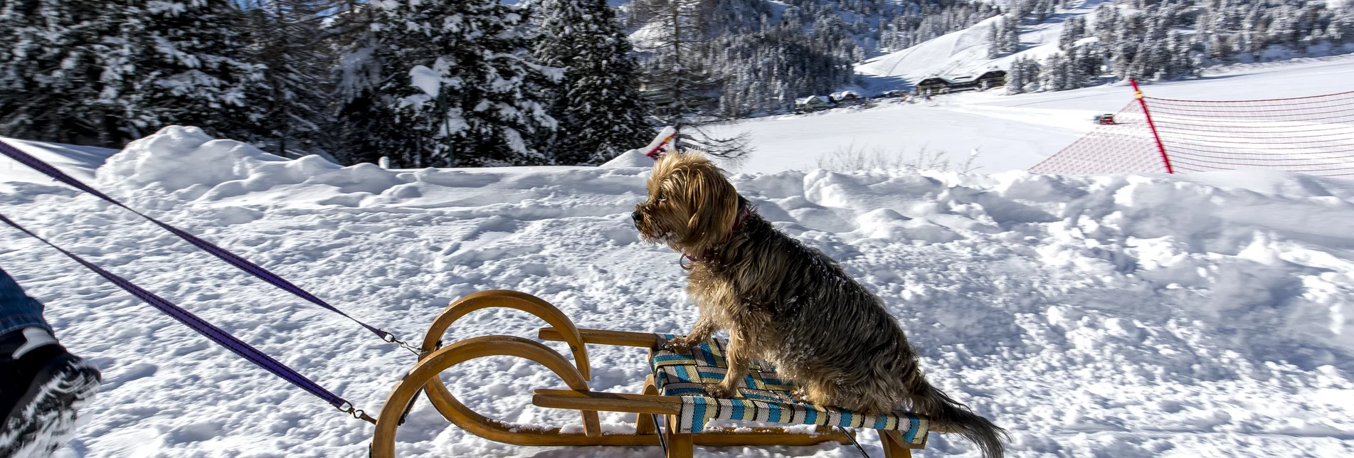 Hund beim Bergaufrodeln | © STG | Tom Lamm