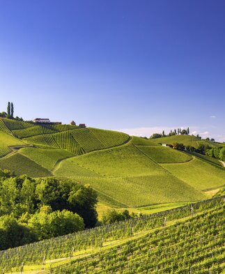 Südsteiermark | © STG | Harry Schiffer