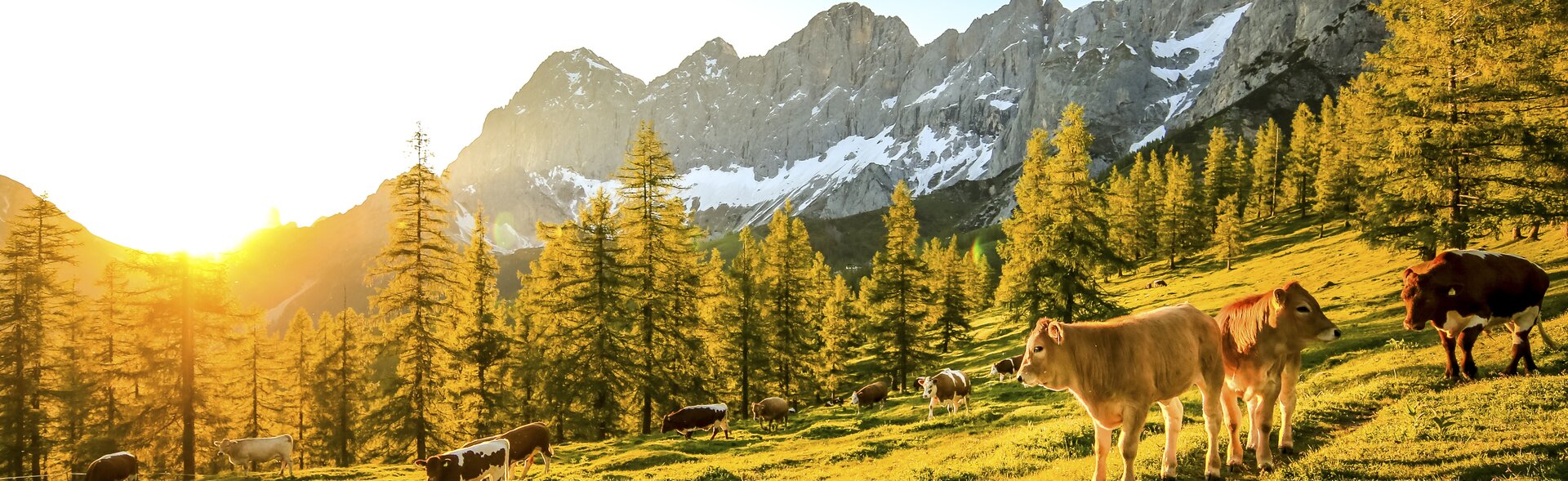 Vieh auf dem Brandriedl mit Blick auf den Dachstein (Ramsau am Dachstein)
