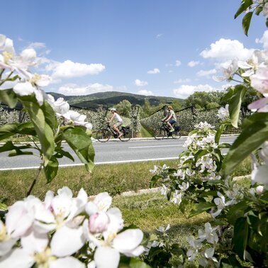 Radfahren im Apfelland auf der Weinland Steiermark Radtour nahe Puch