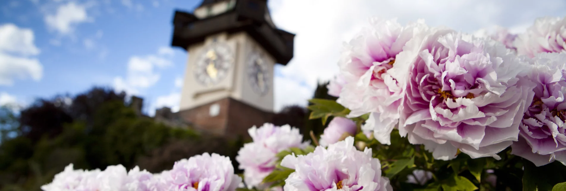 Grazer Uhrturm mit Pfingstrosen im Frühling Grazer Uhrturm mit Pfingstrosen im Frühling