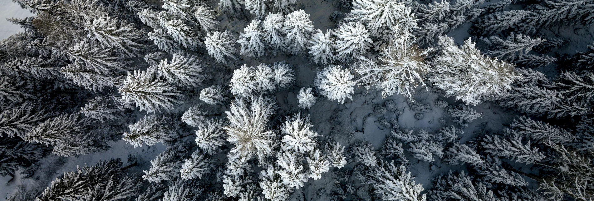 Steirischer Winter-Wald von oben | © STG | Tom Lamm