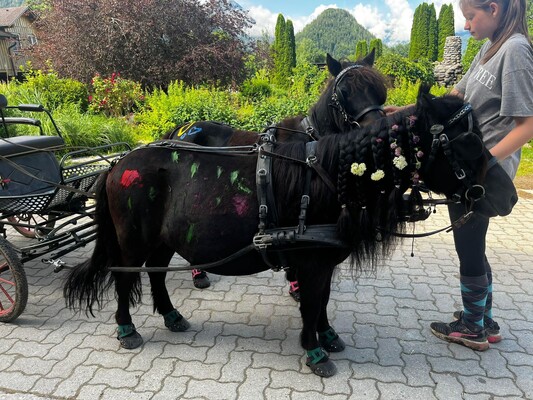 Kindergeburtstag Ponykutsche | © Narzissendorf Zloam, www.zloam.at