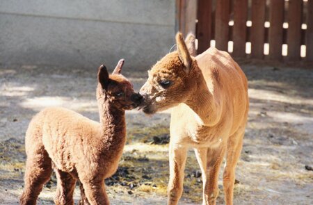 Alpaca Farm Stelzer_Alpacas_Eastern Styria | © Alpakahof Stelzer